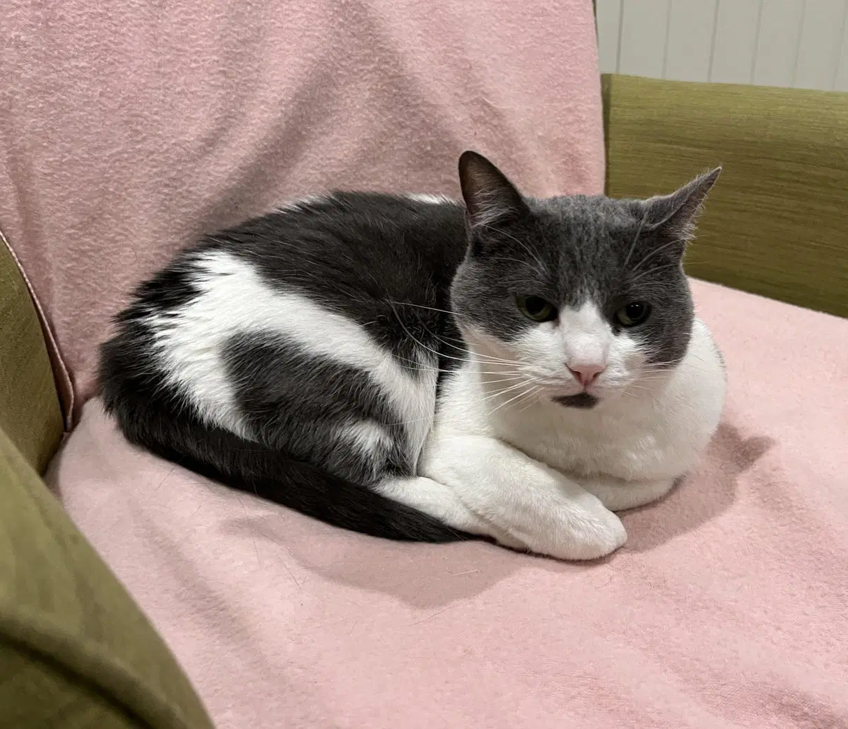 Binx image 3