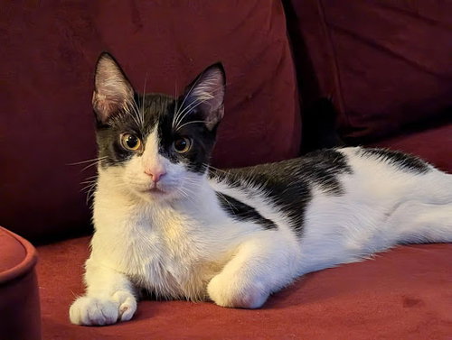 picture of the cat needing adoption