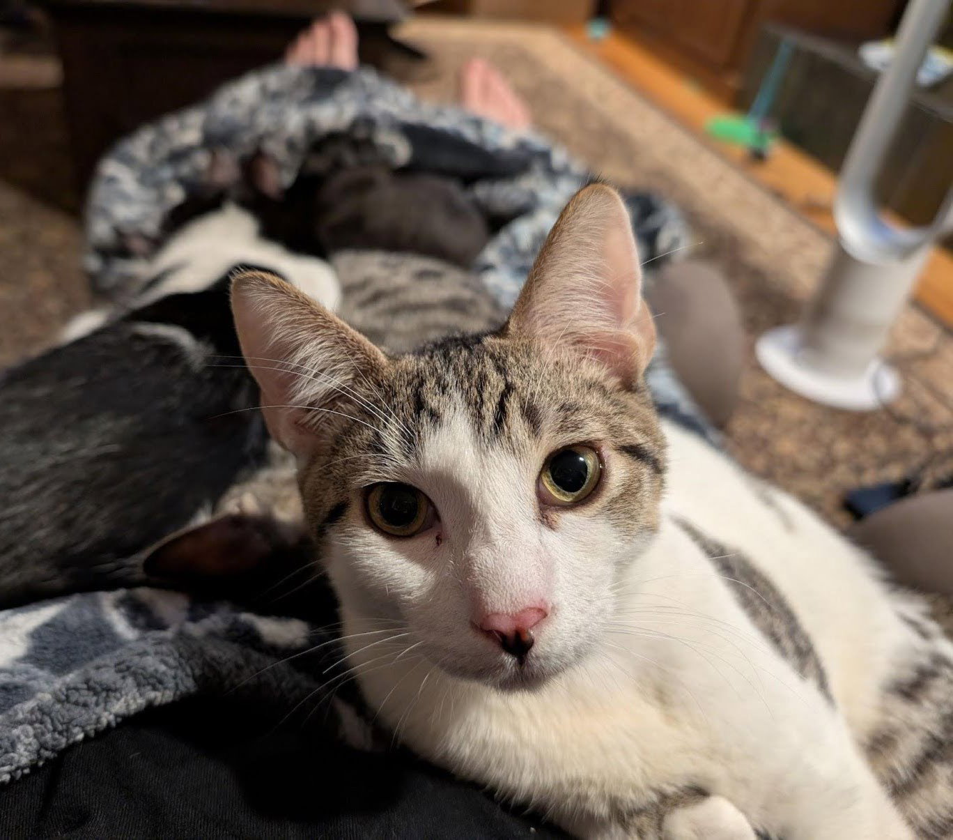 ernest