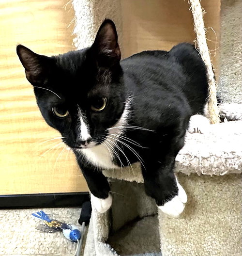 rico, an adoptable Tuxedo in San Jose, CA