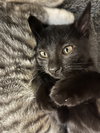 onyx