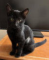 onyx