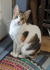 emmie