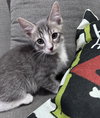 flynn