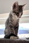 flynn