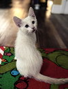 blanco