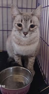 Afina