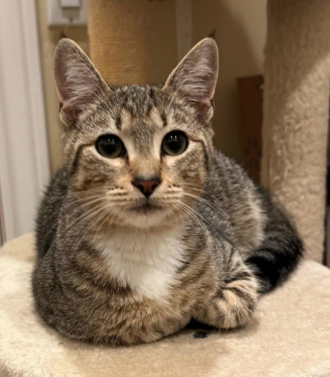 Felix - Tabby