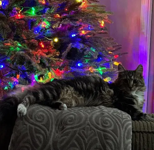 Smokey - Maine Coon