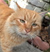 alfie