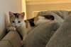 penny