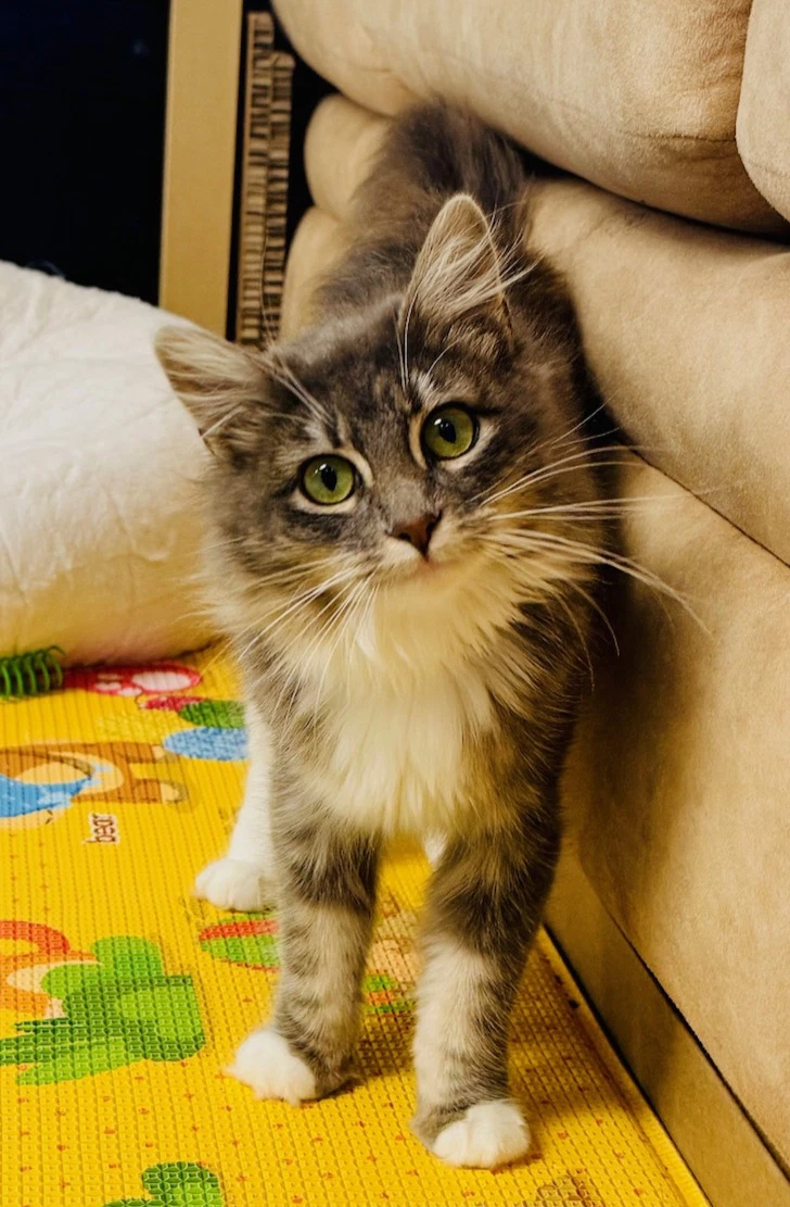 Fluffy
