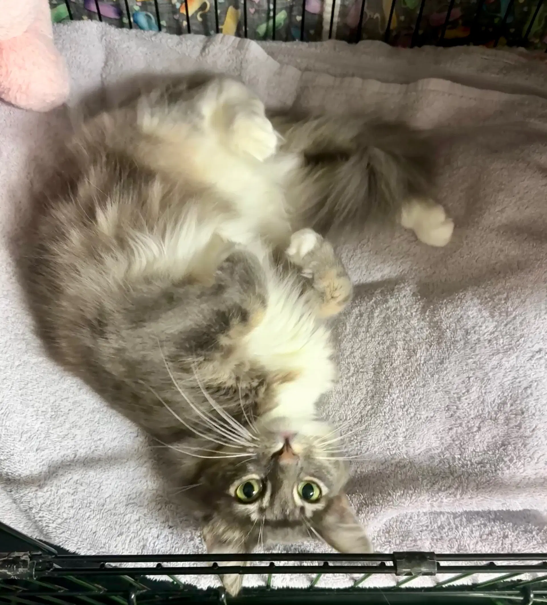 Fluffy - Domestic Long Hair