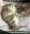 Fluffy