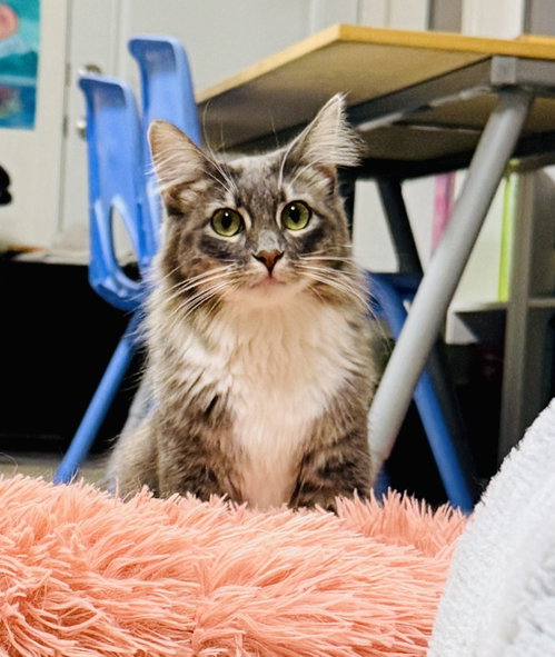 Fluffy, a cat for adoption from 13thstcats.org