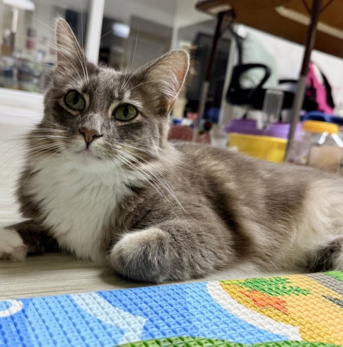 Photo 2 of Fluffy