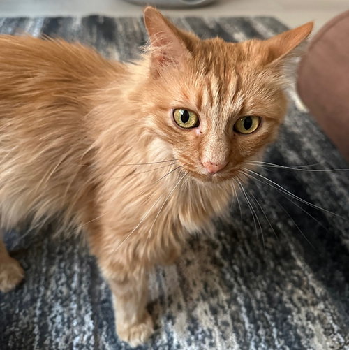 Floofy
