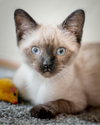 miso