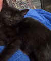 tinkerbelle