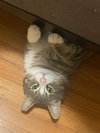 gus