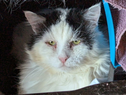 picture of the cat needing adoption