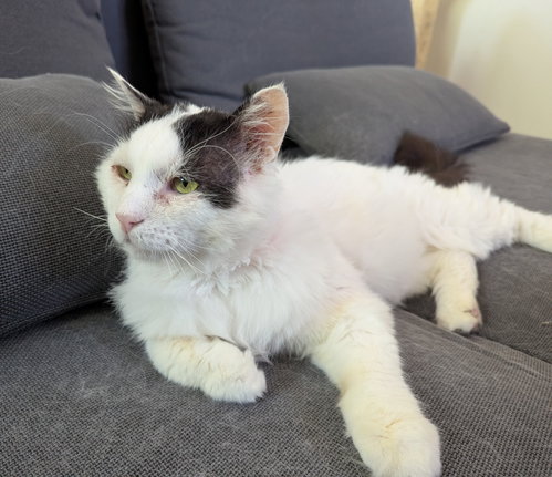 Angus, Adult Domestic Medium Hair (medium coat), cat for adoption in Brentwood, California