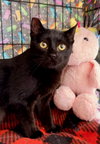 JiJi