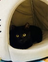 JiJi