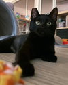 JiJi