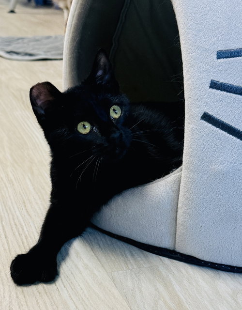JiJi