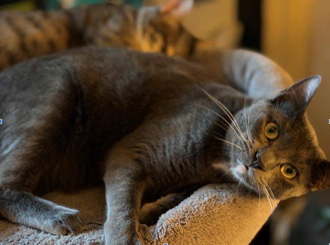 Simba