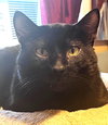 pye