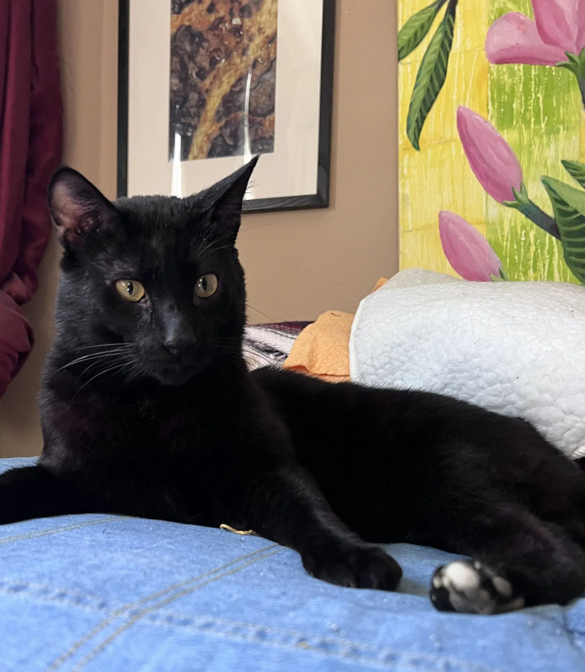 Pye - Domestic Short Hair