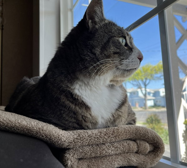 Mr. Bagel