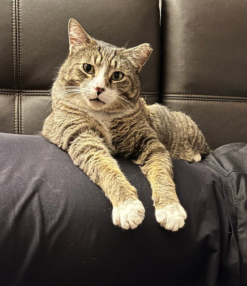Mr. Bagel, an adoptable Tabby in San Jose, CA