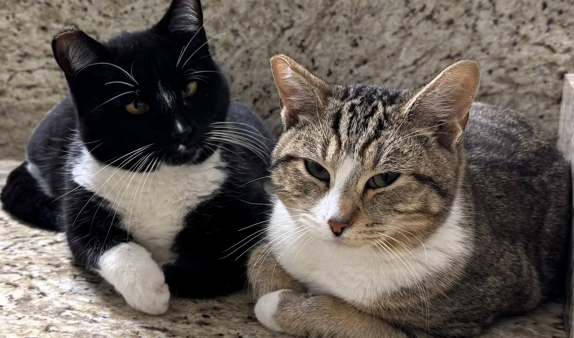 Angel  Pepper Bonded Pair - Domestic Short Hair