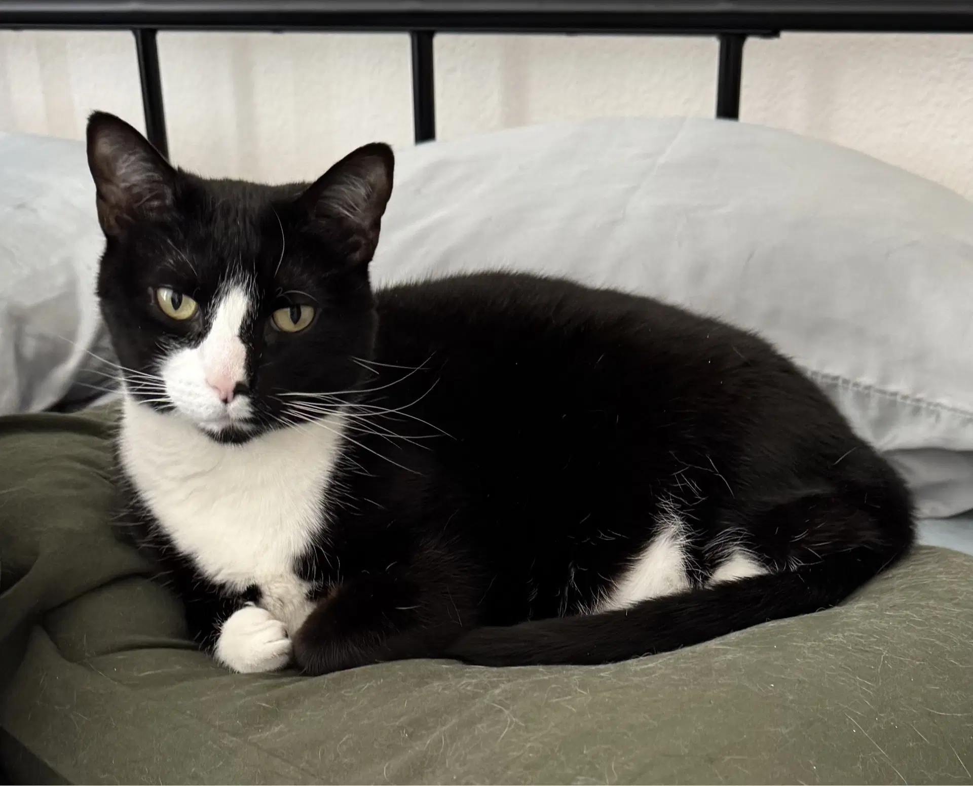 Viola - Tuxedo