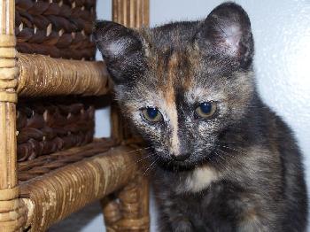 Roxie