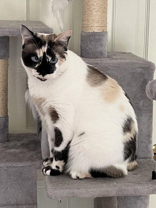 Philomena, Adult Siamese / Ragdoll (short coat), cat for adoption in Oakley, California