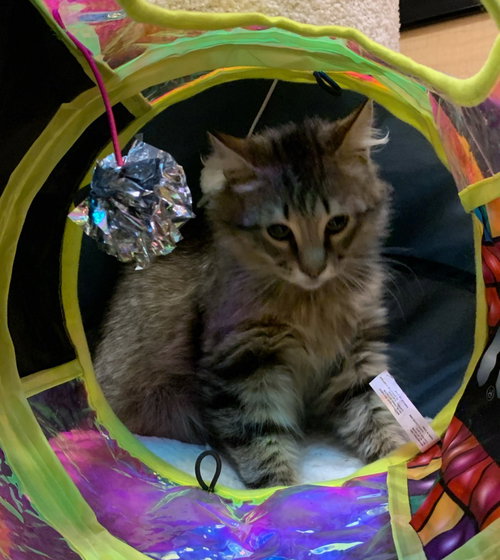 milo, an adoptable Domestic Long Hair in San Jose, CA