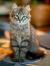 milo