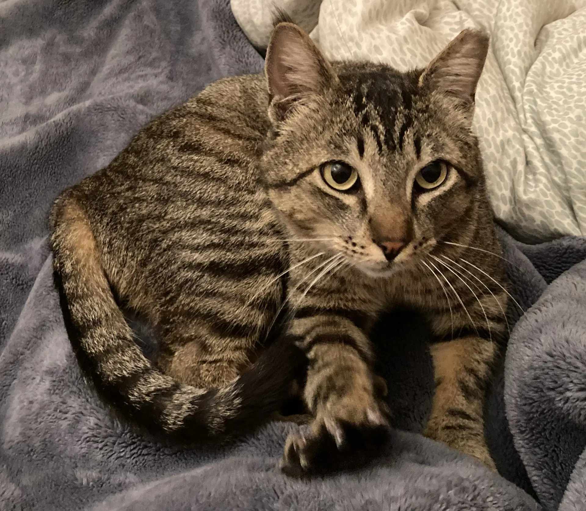 Arlo - Domestic Short Hair