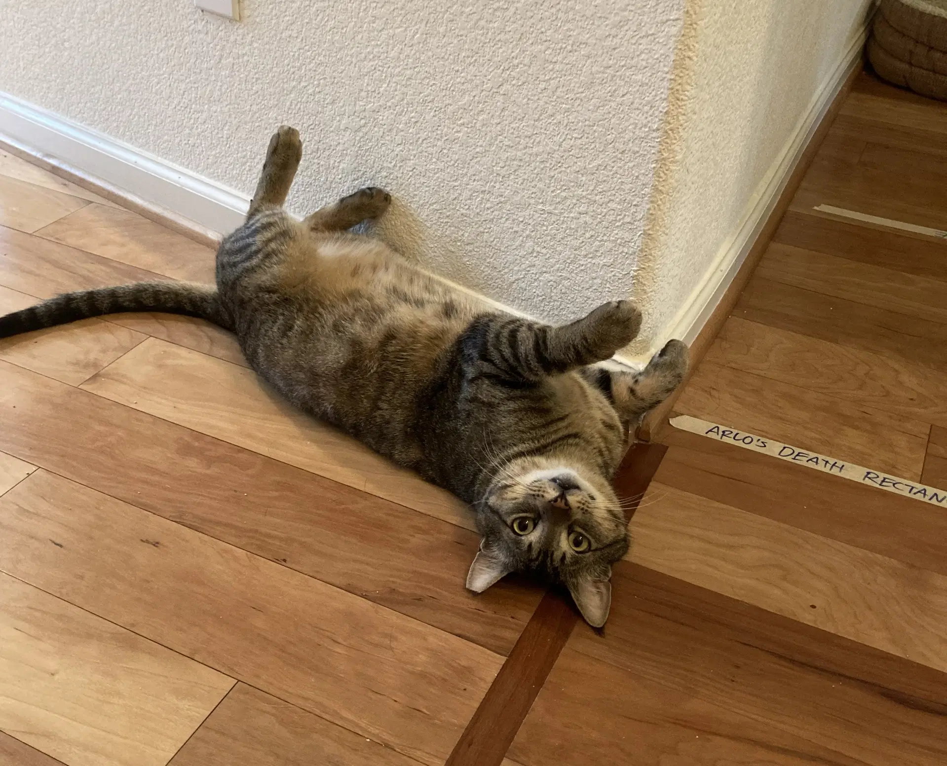 Arlo image 4