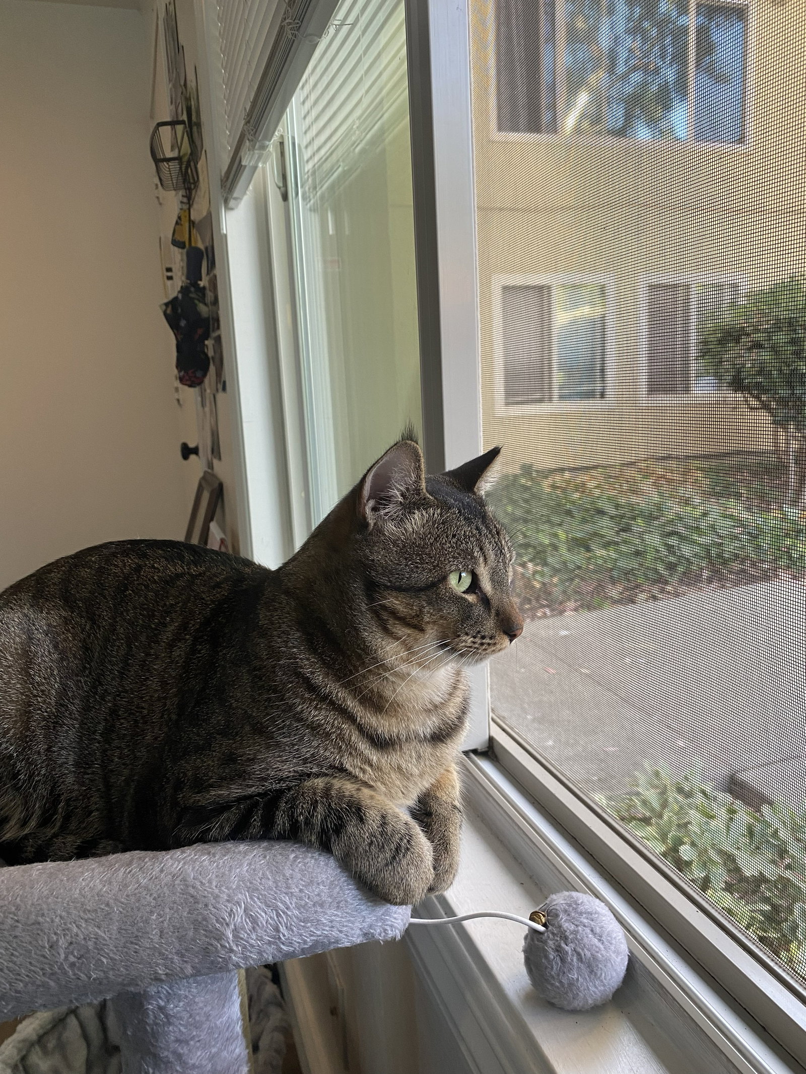 arlo