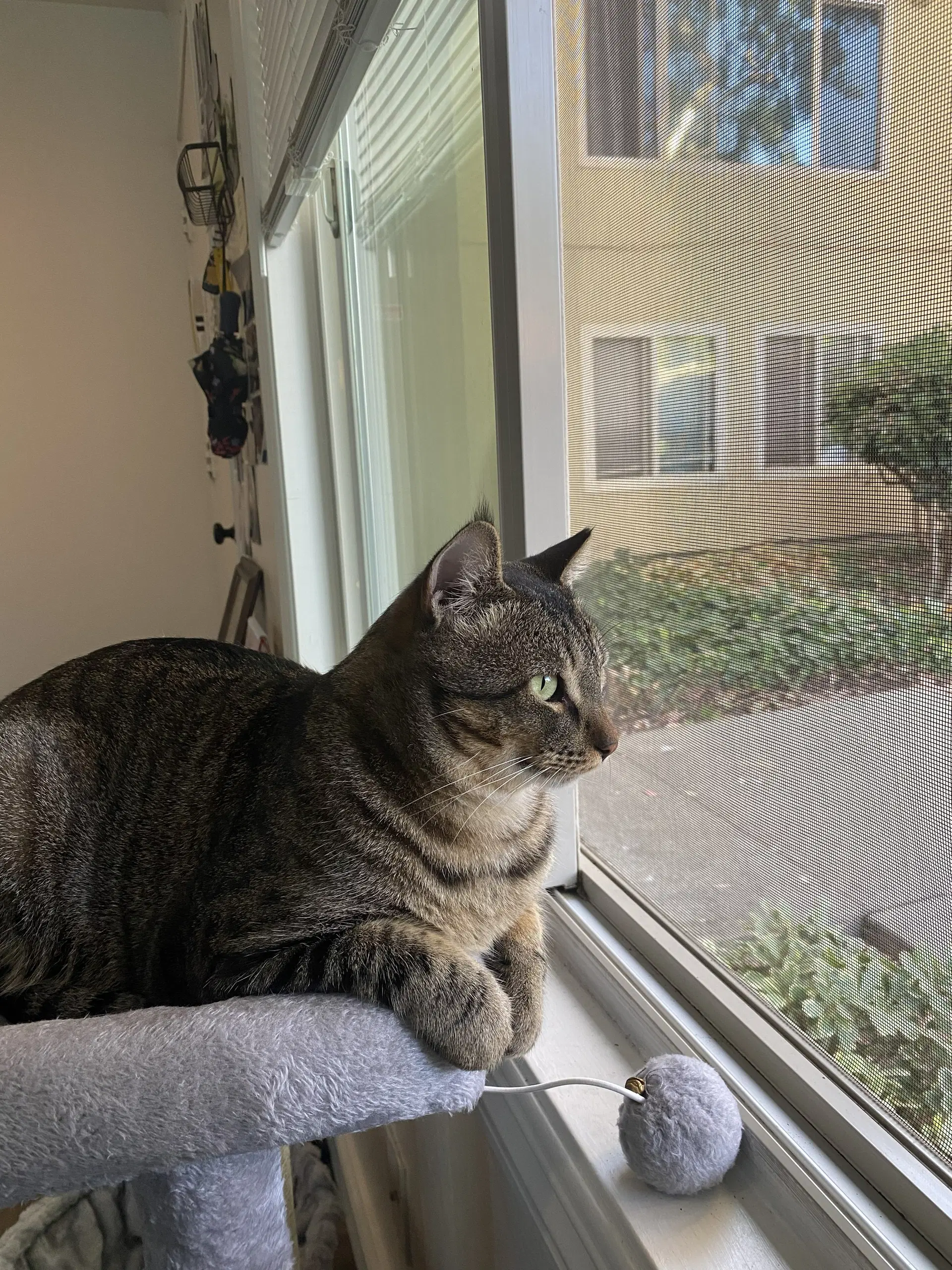 Arlo image 2