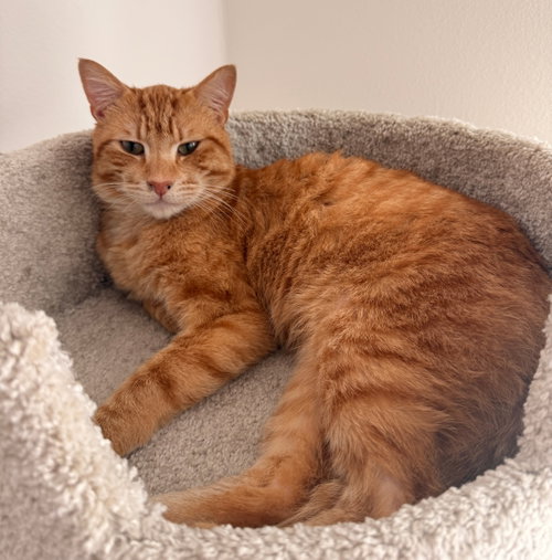 big mac, an adoptable Tabby in San Jose, CA
