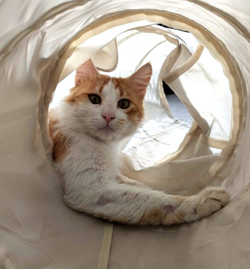 syracuse, Adult Domestic Long Hair / Mixed (long coat), cat for adoption in Oakley, California
