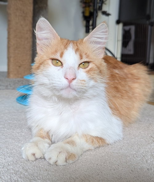 syracuse, an adoptable Domestic Long Hair in San Jose, CA