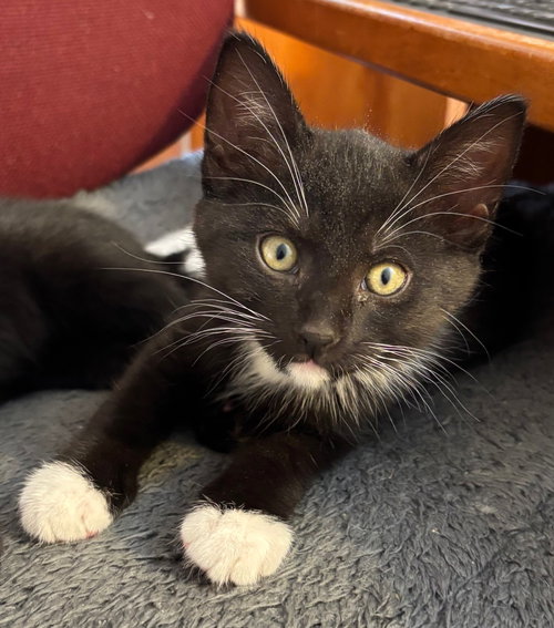 mari, Baby Tuxedo / Domestic Short Hair / Mixed (short coat), cat for adoption in Oakley, California