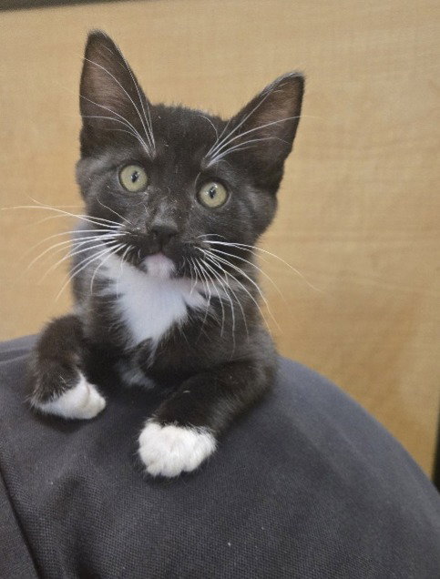 mari, an adoptable Tuxedo in San Jose, CA